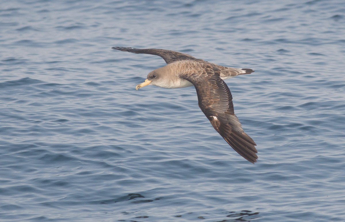 Cory's Shearwater - ML51888781