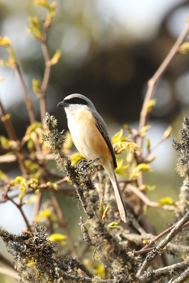 Gray-backed Shrike - ML518888531