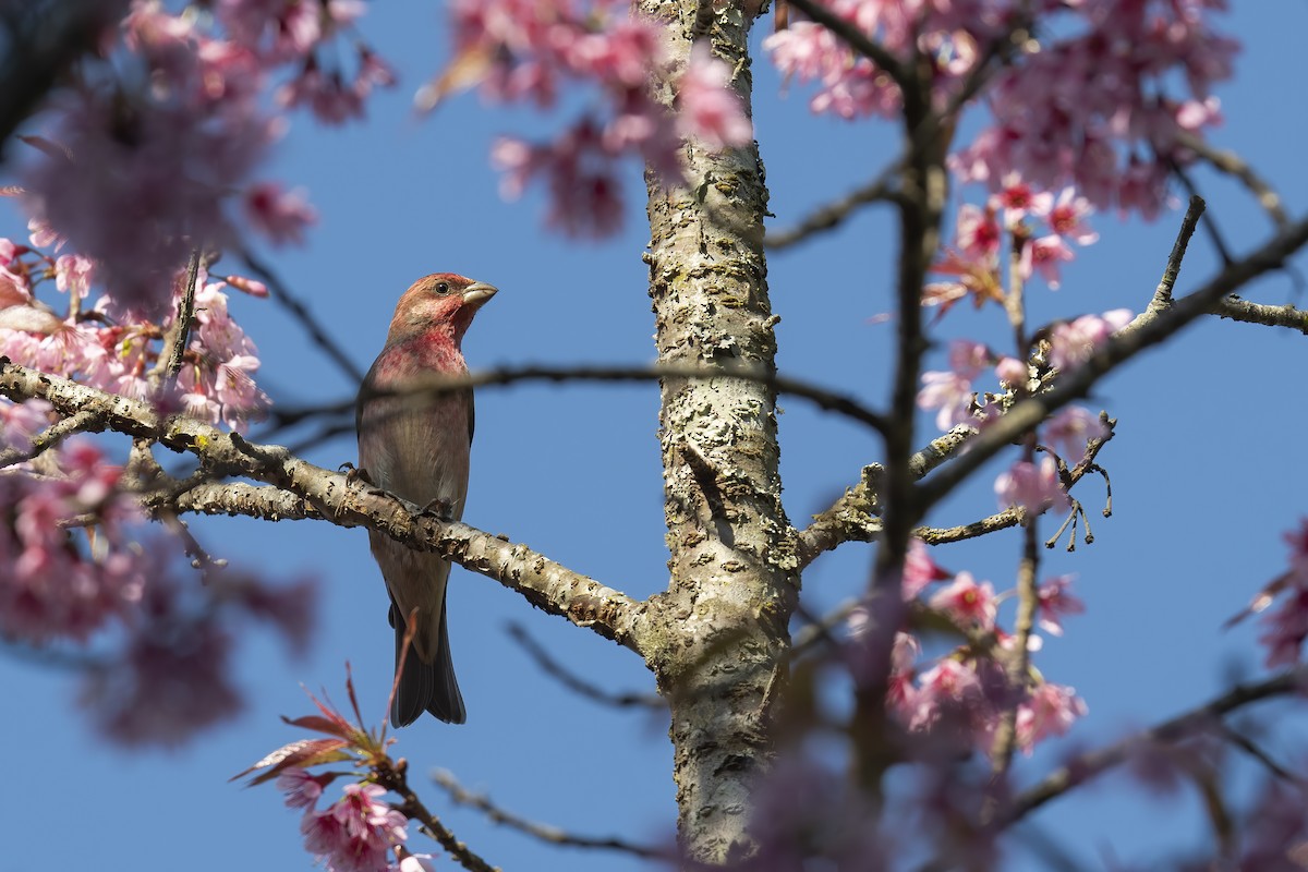 Common Rosefinch - ML518888591