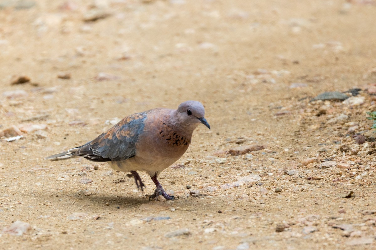 Laughing Dove - ML518888731