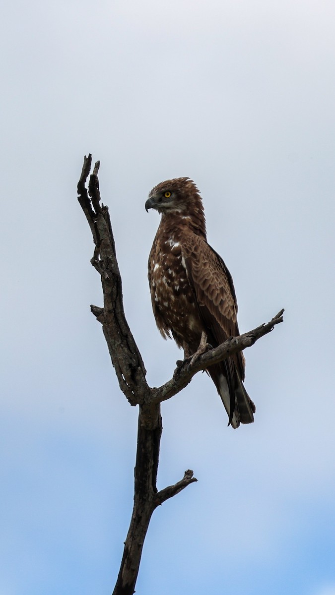 Brown Snake-Eagle - ML518888741