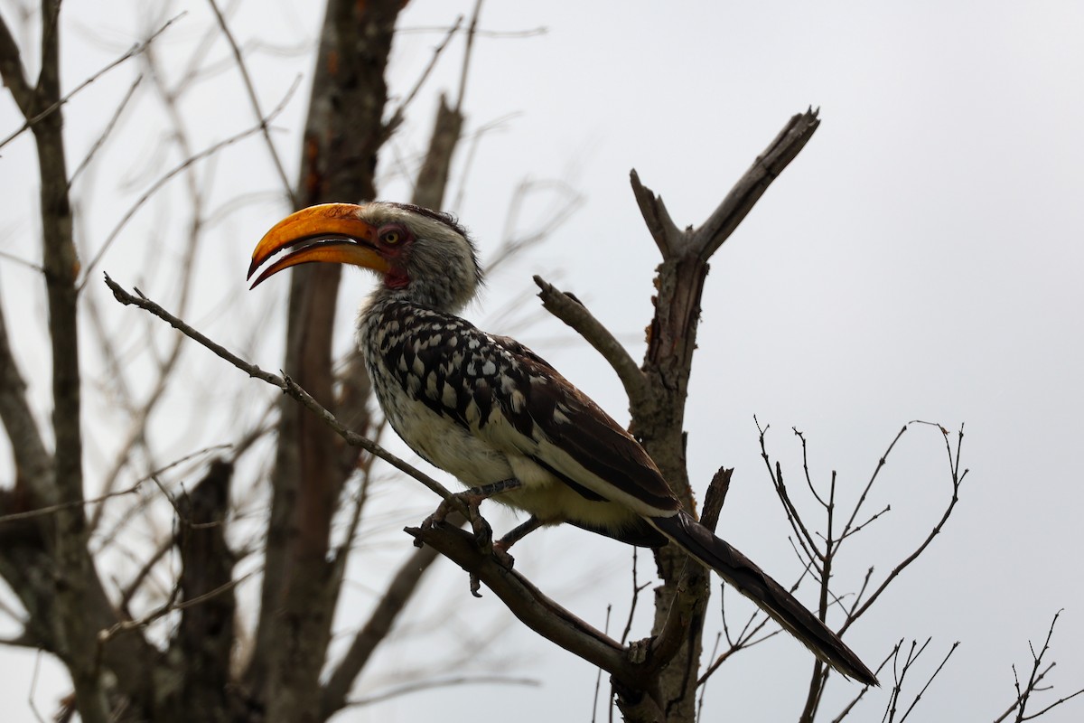 Southern Yellow-billed Hornbill - ML518888771