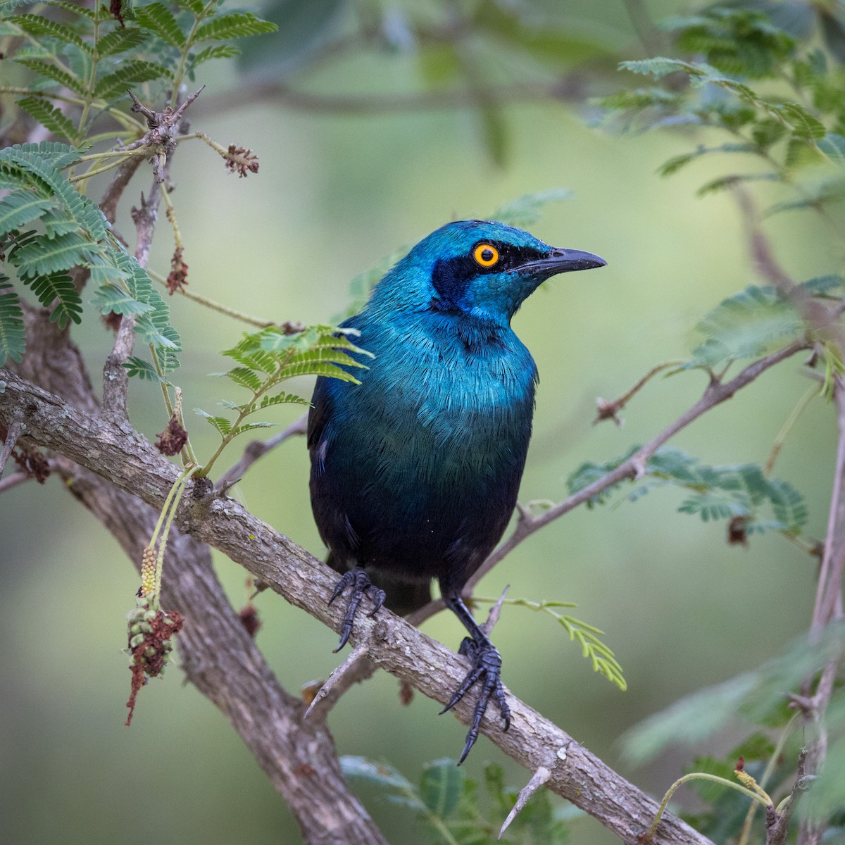 Greater Blue-eared Starling - ML518888791