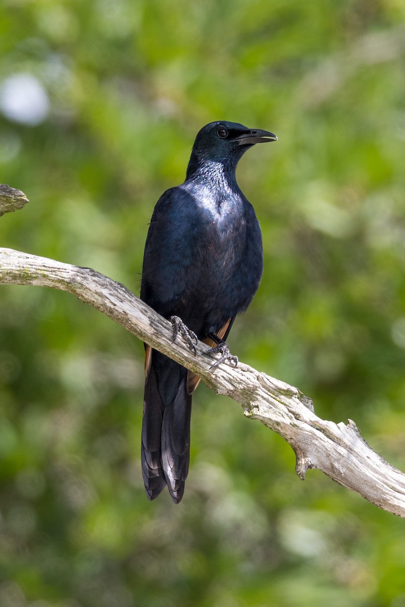 Red-winged Starling - ML518888851
