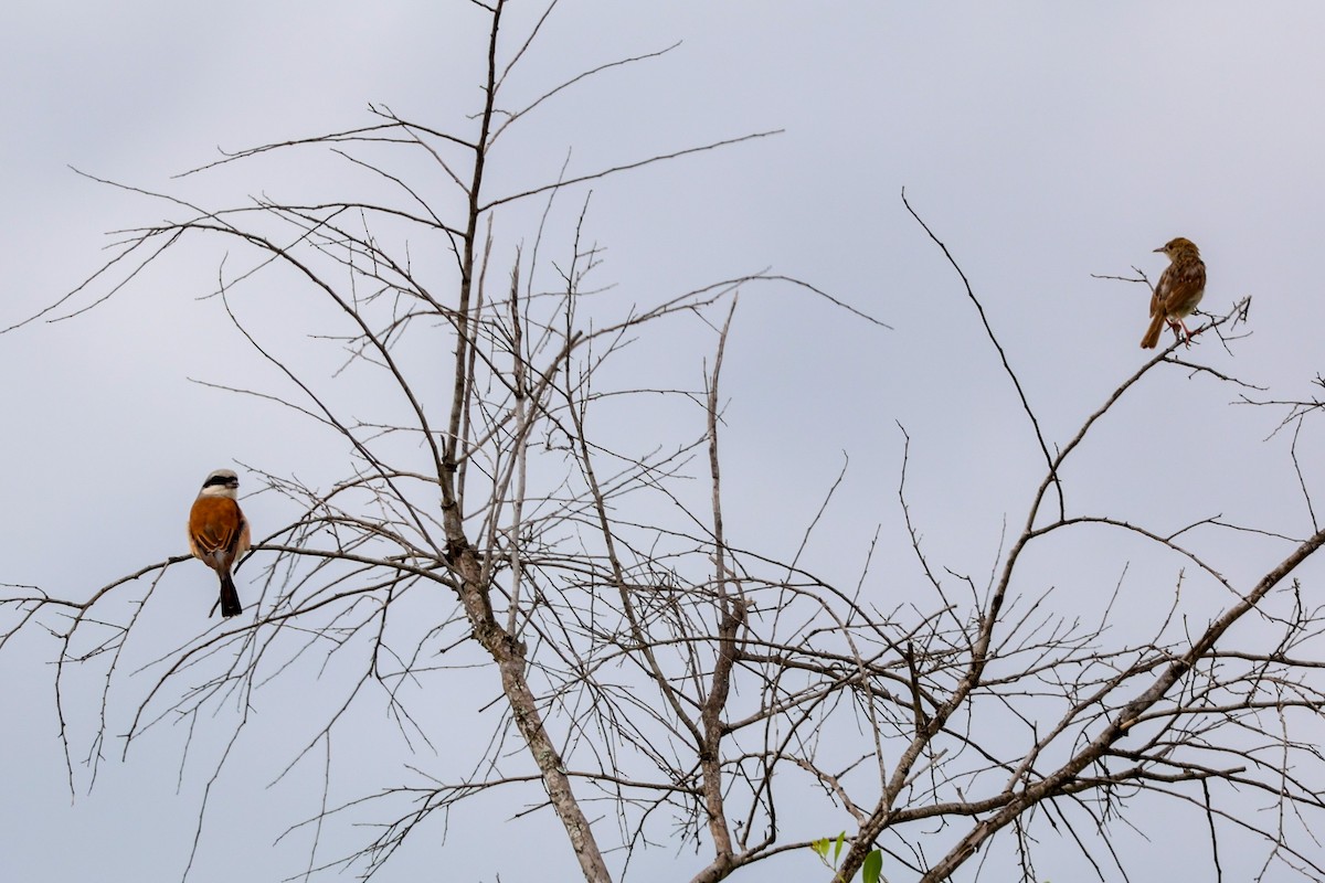 Red-backed Shrike - ML518888871