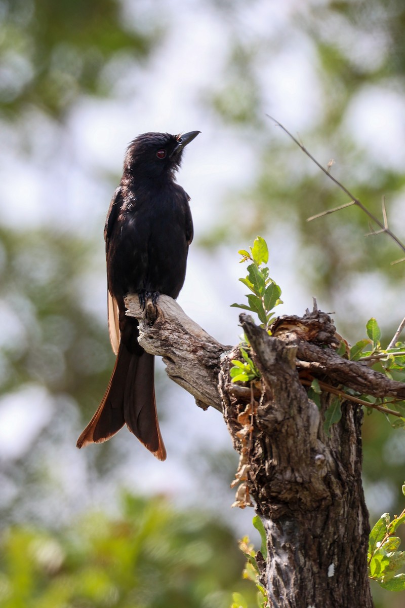 Fork-tailed Drongo - ML518888881