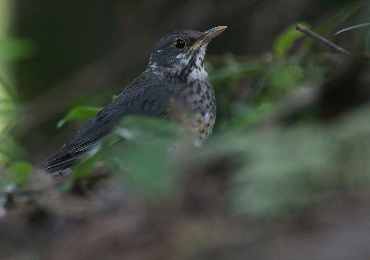 Japanese Thrush - ML518889421