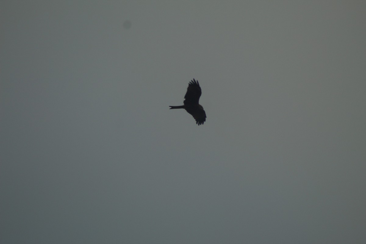 Black Kite - ML518889451