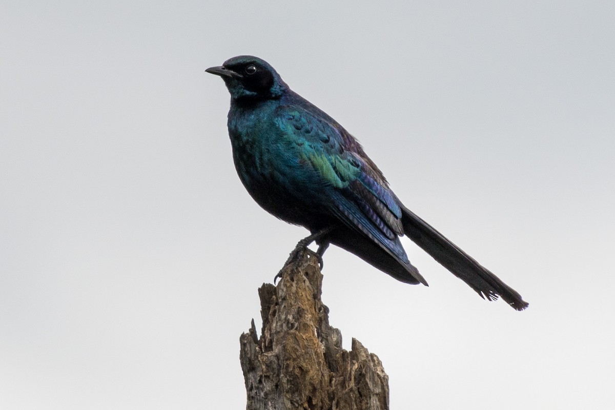 Burchell's Starling - ML518889921