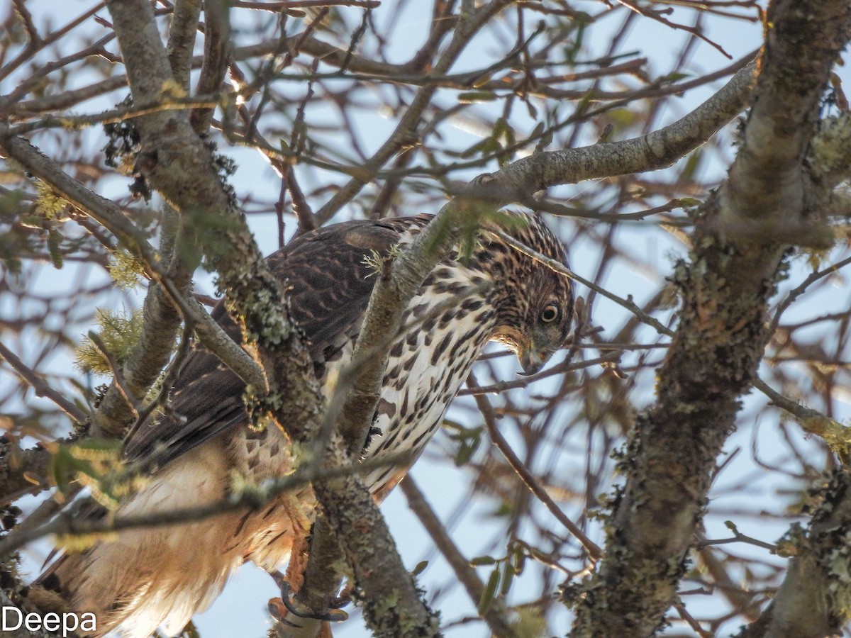 Cooper's Hawk - ML518890051