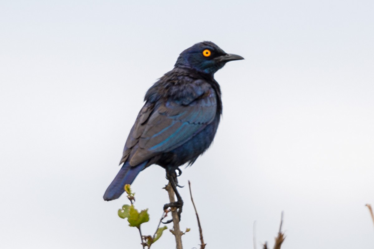 Cape Starling - ML518890151