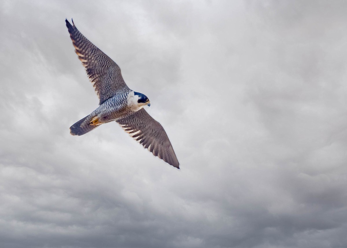 Peregrine Falcon - ML518890761