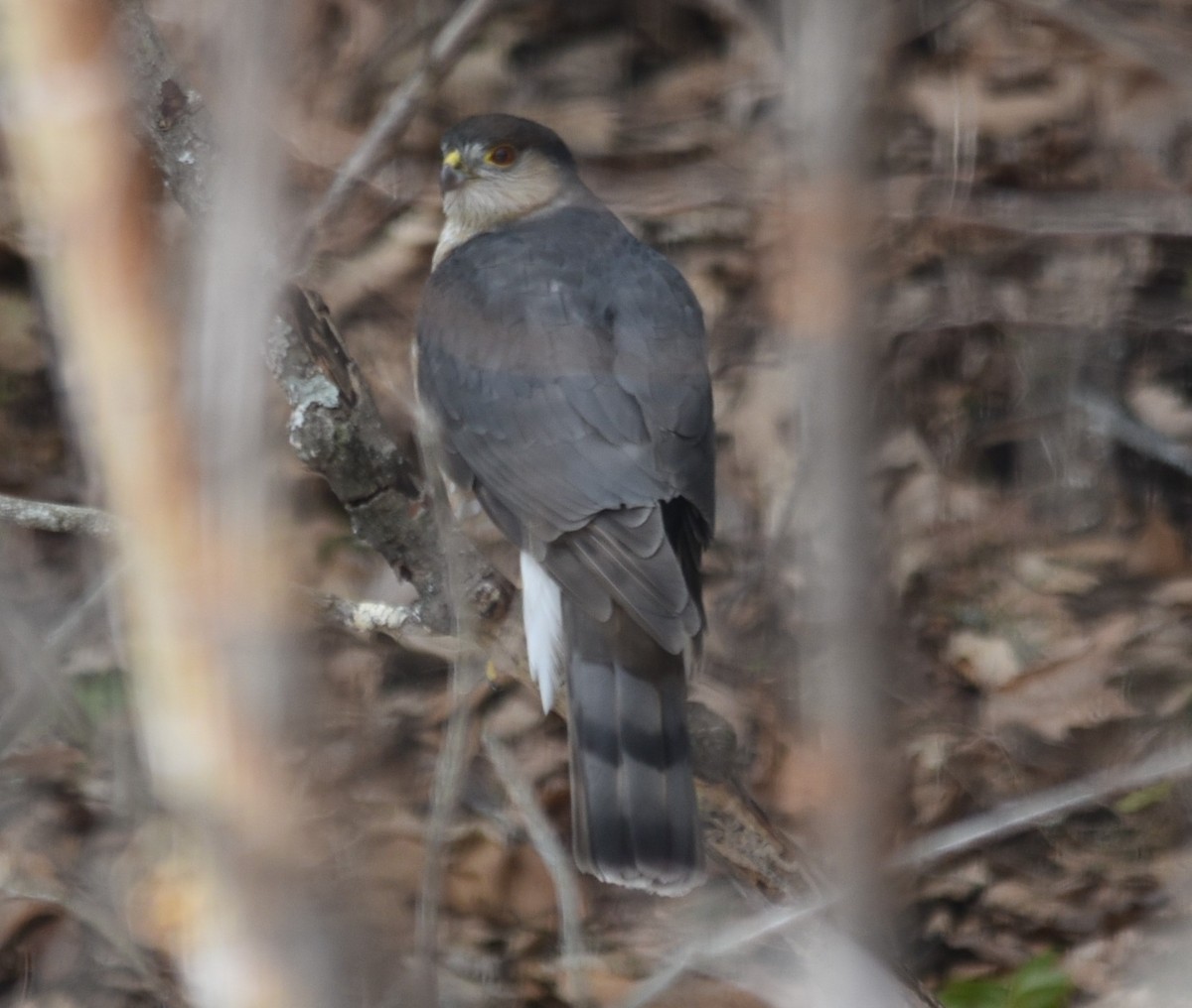 Sharp-shinned Hawk - ML51889081