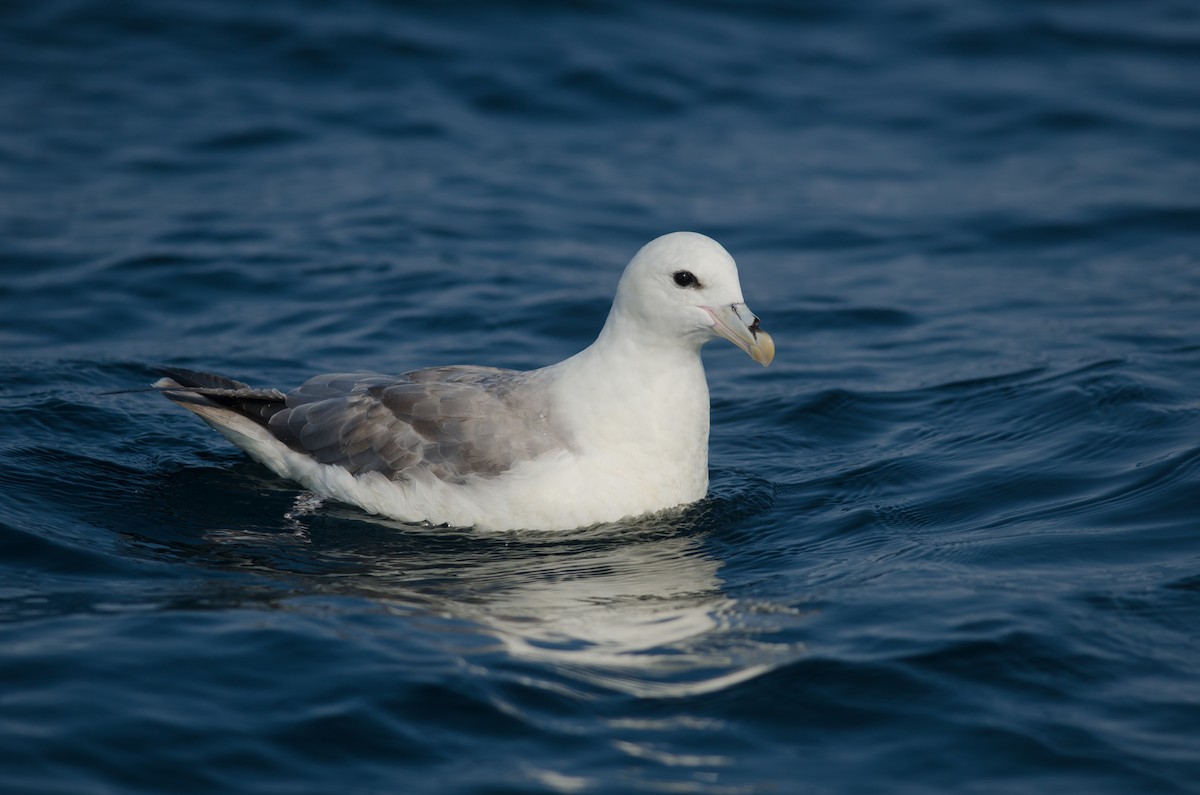 Fulmar Boreal - ML51889131