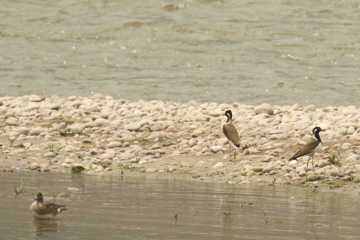 Red-wattled Lapwing - Frank Thierfelder