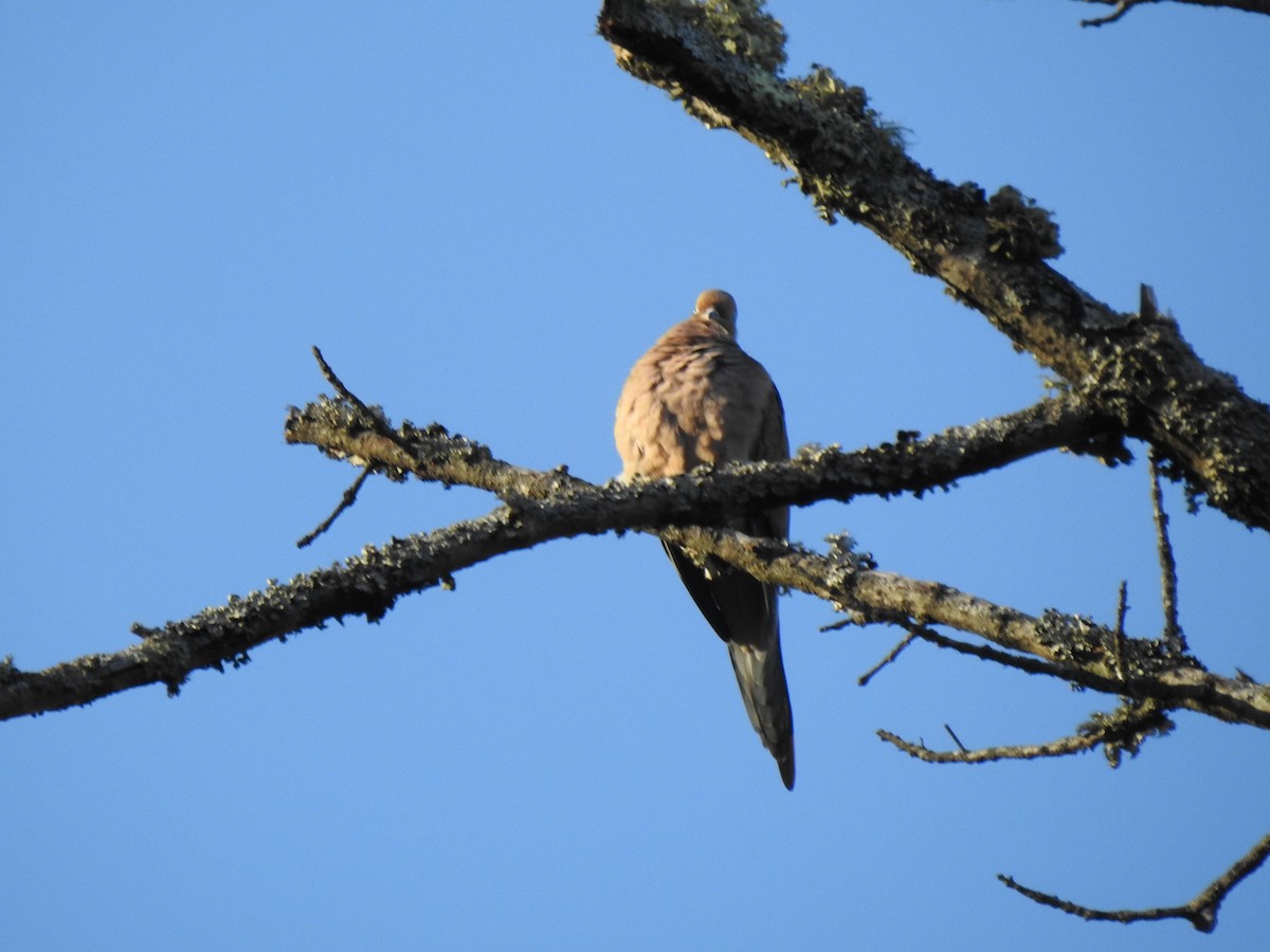 Mourning Dove - ML518892741