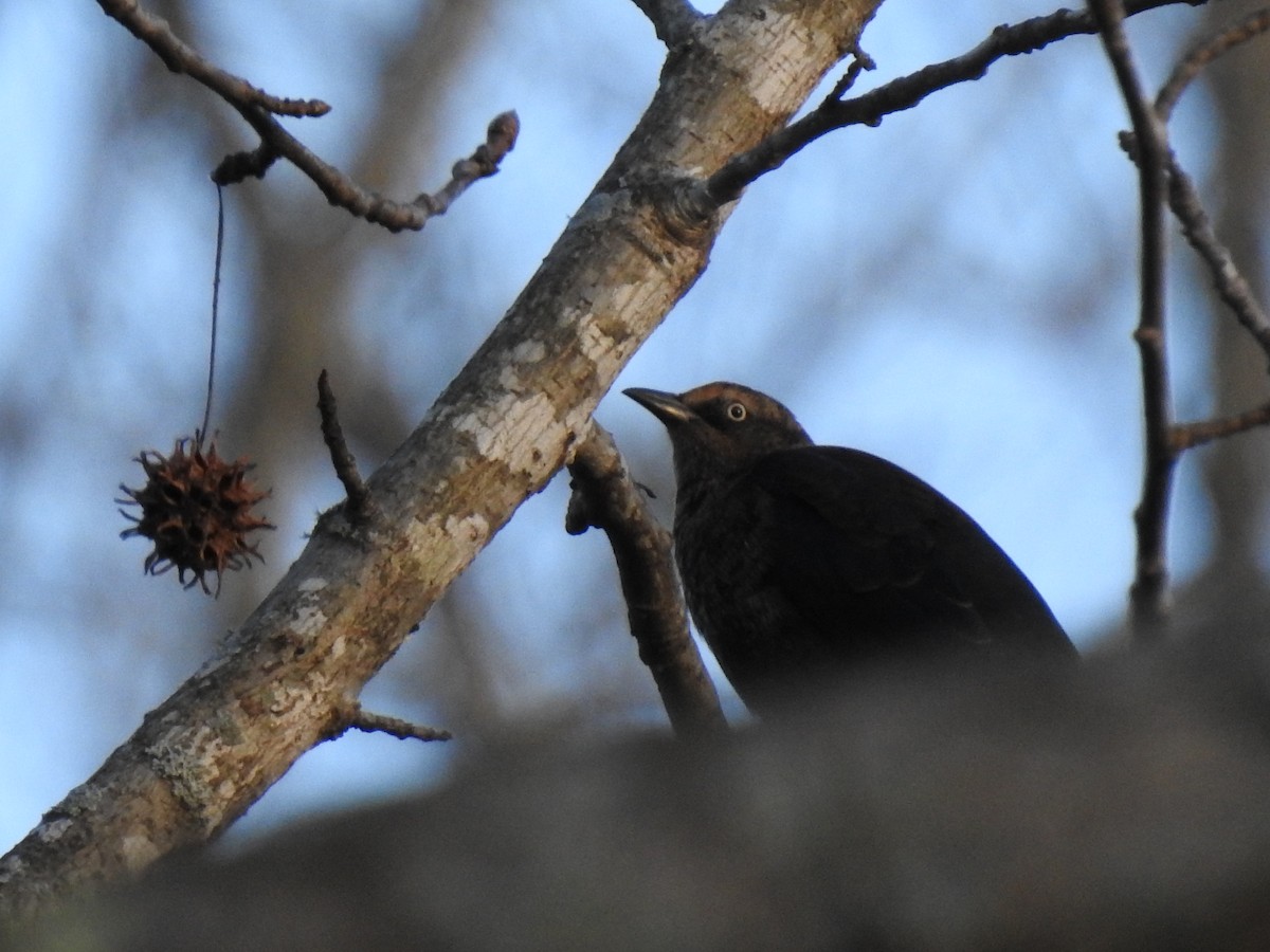 Rusty Blackbird - ML518892881