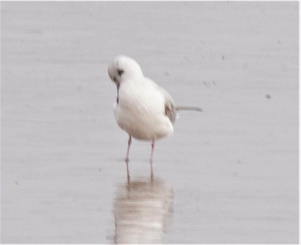 Bonaparte's Gull - ML518895101