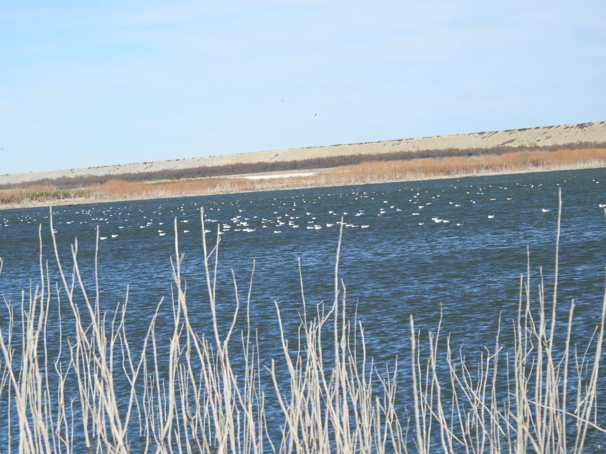 Ring-billed Gull - ML518896171