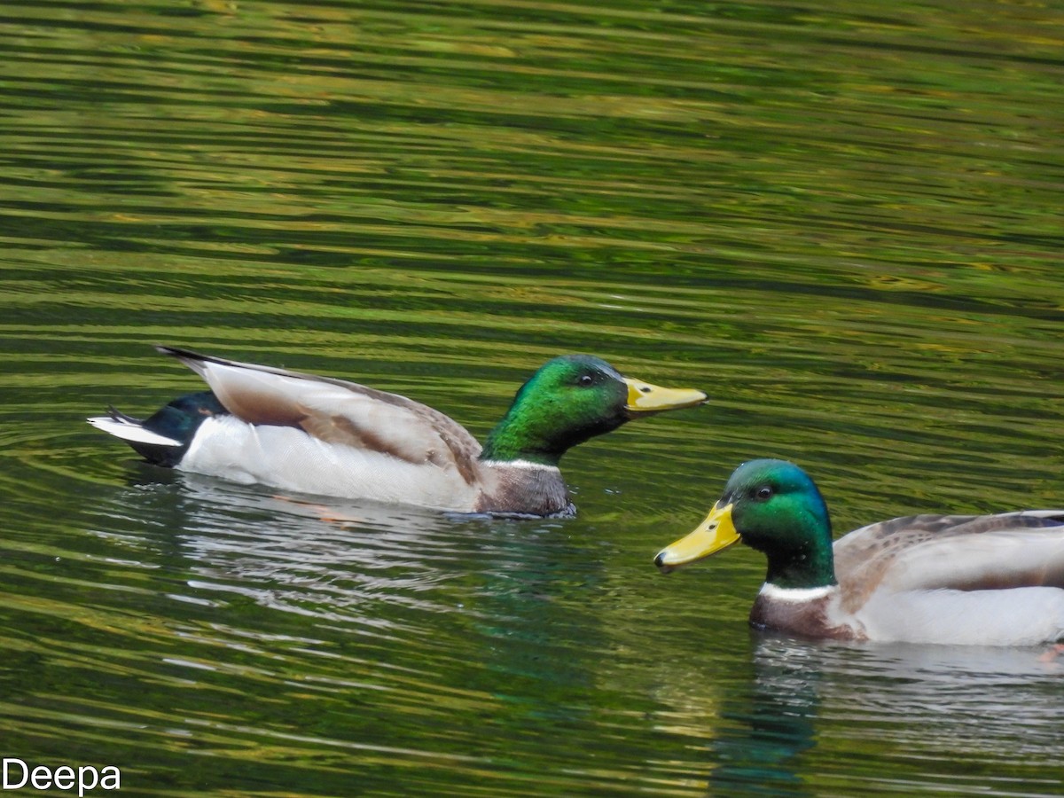 Canard colvert - ML518896311