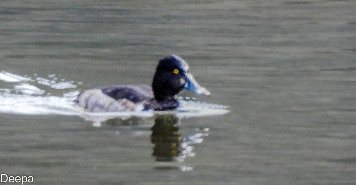 Ring-necked Duck - ML518896551