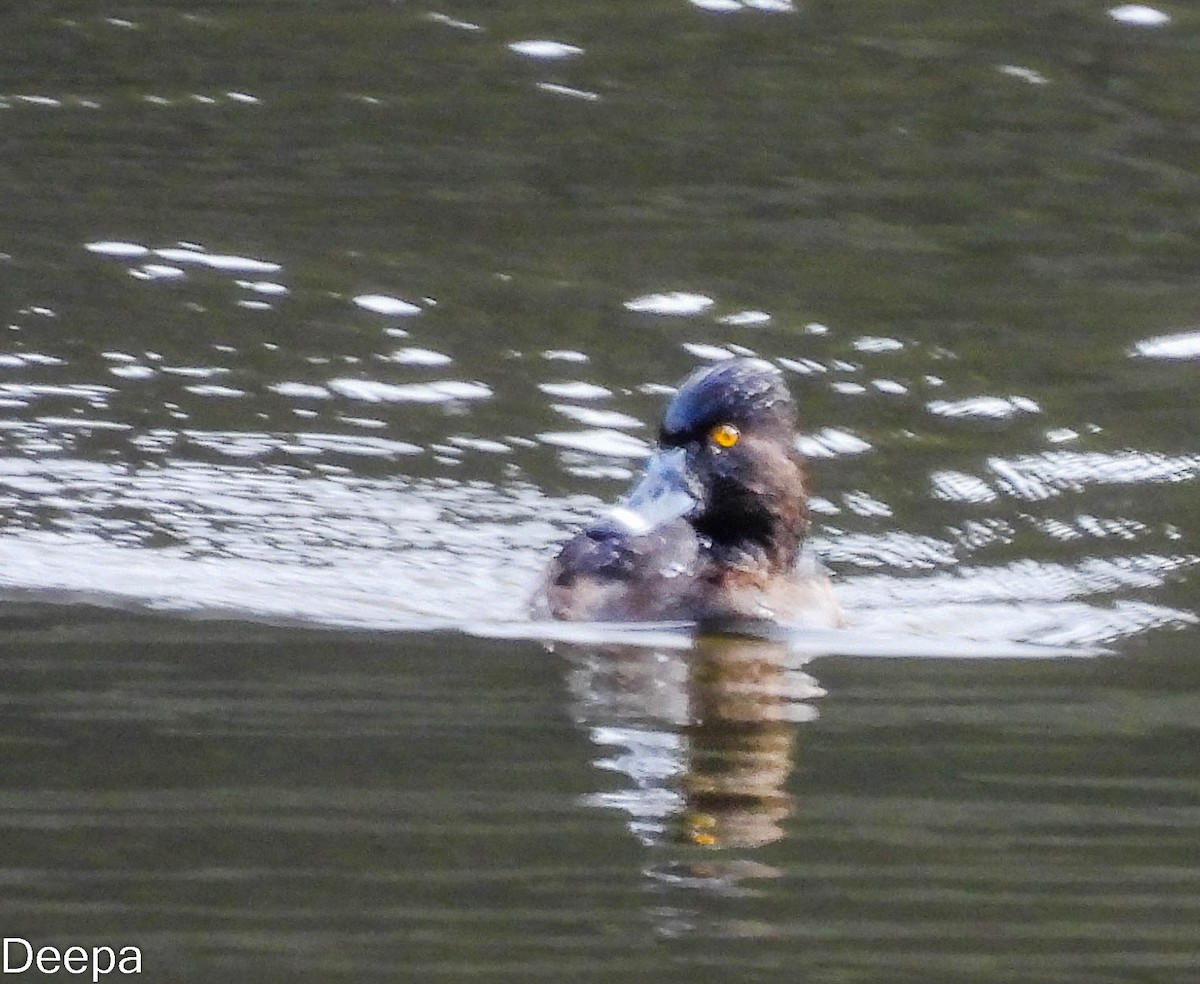 Ring-necked Duck - ML518896561