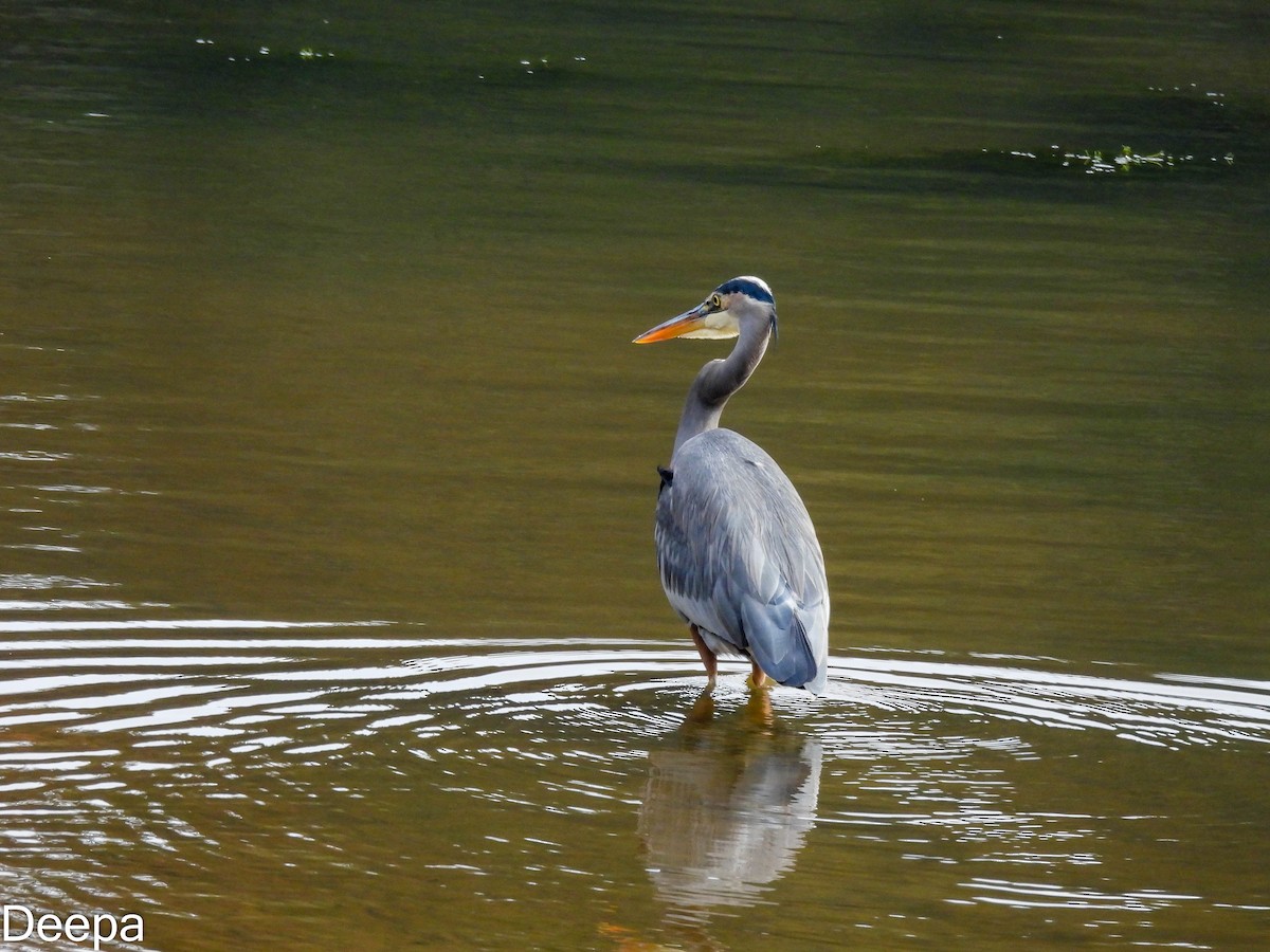 Great Blue Heron - ML518897501