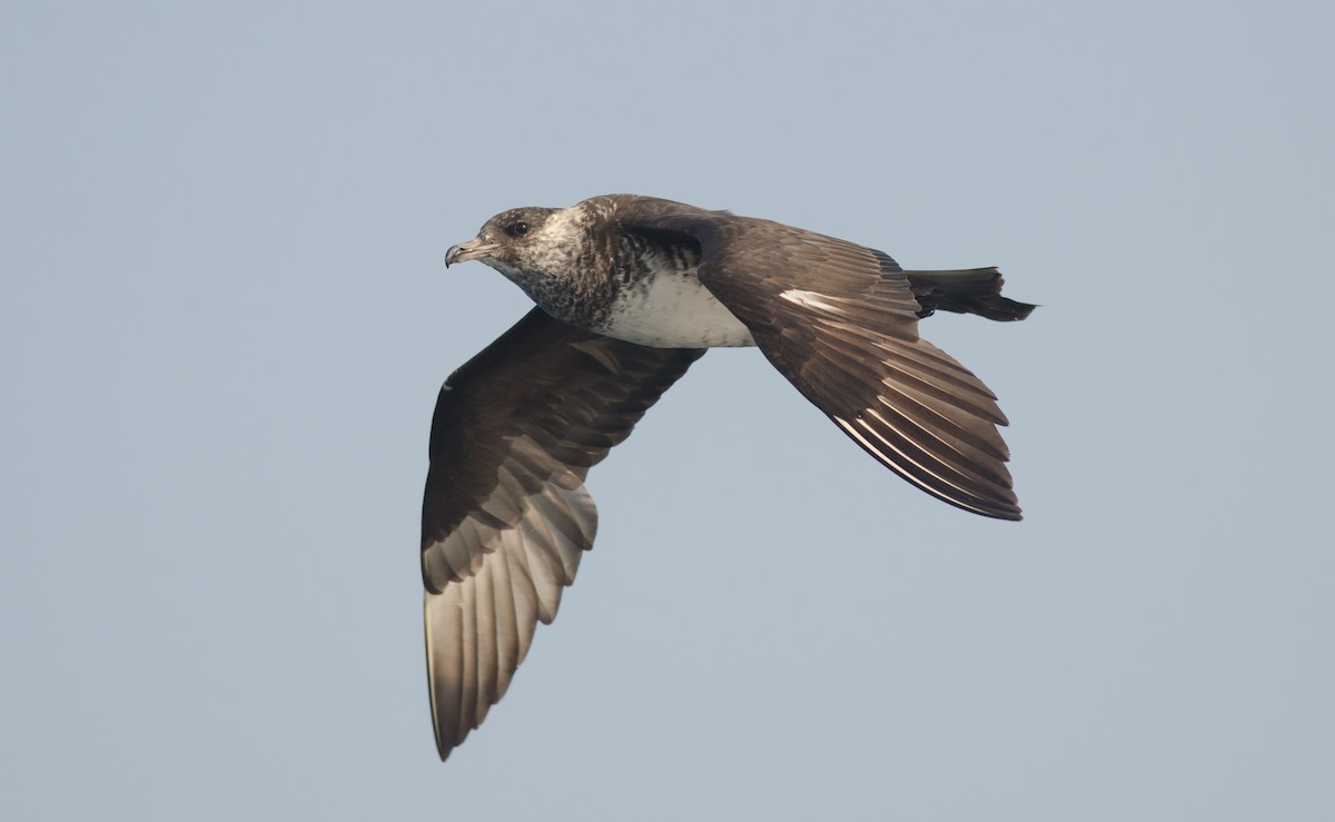 Pomarine Jaeger - ML51889781