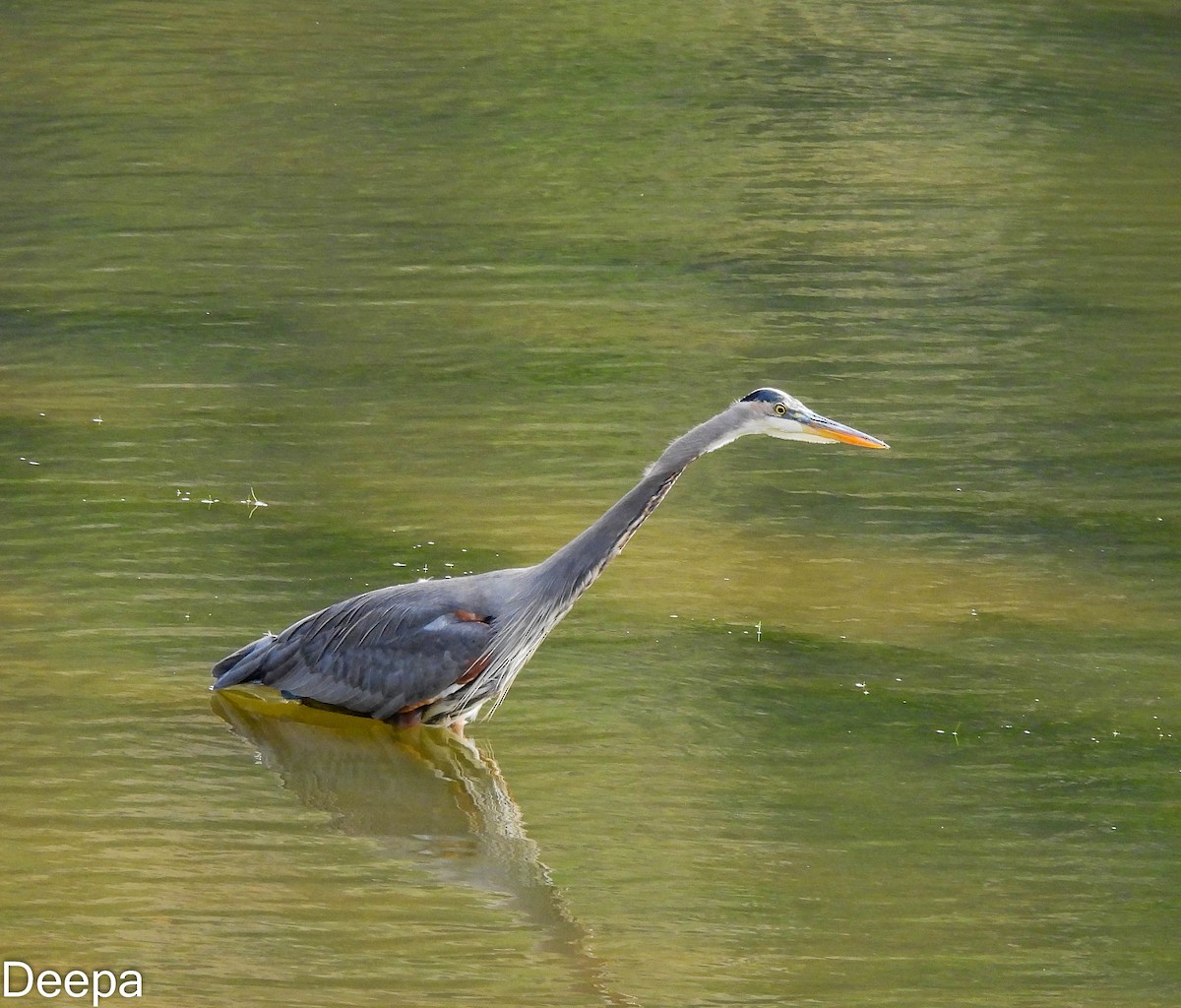 Great Blue Heron - ML518897891