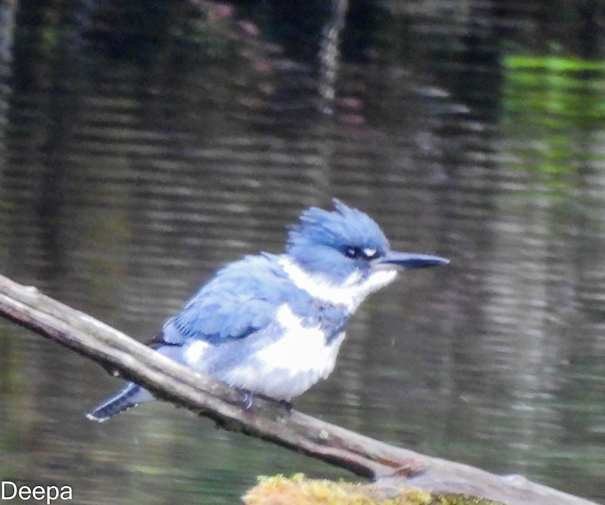 Belted Kingfisher - ML518898051