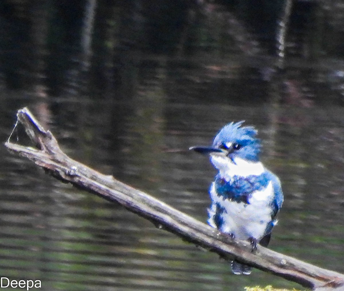 Belted Kingfisher - ML518898061
