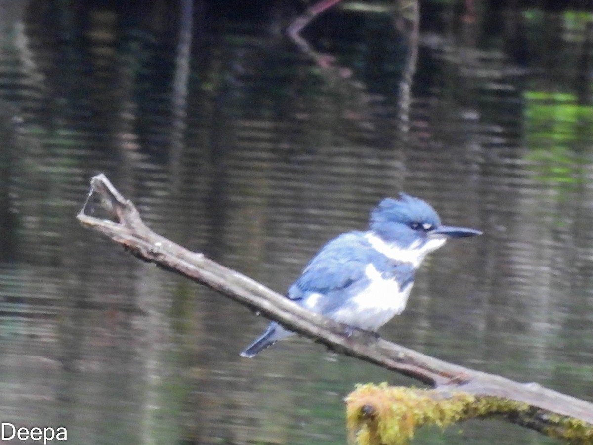Belted Kingfisher - ML518898071
