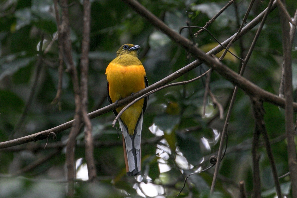 Turuncu Göğüslü Trogon [dulitensis grubu] - ML518898091