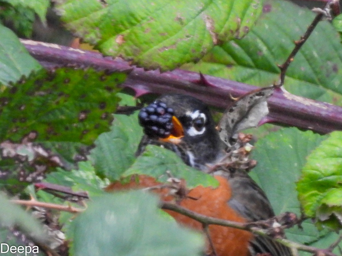 American Robin - ML518898141