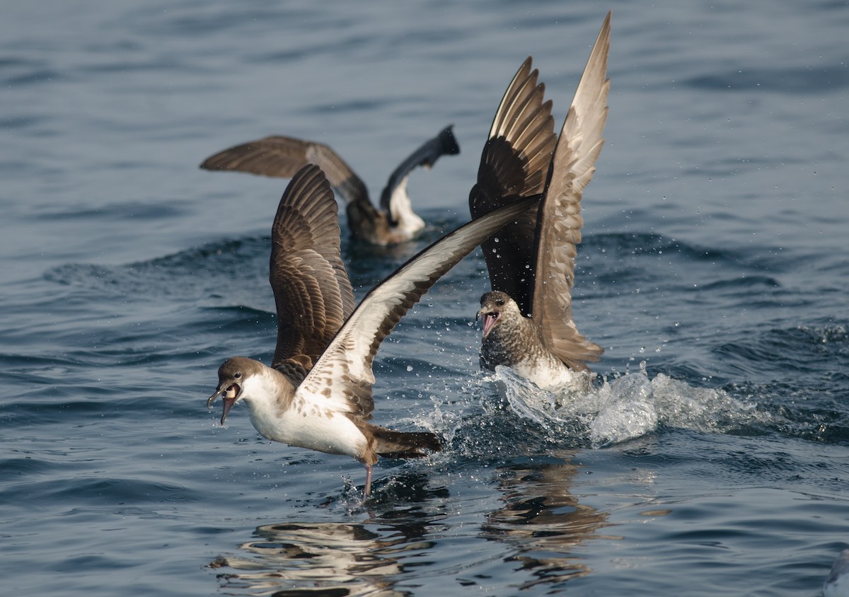 Pomarine Jaeger - ML51889841