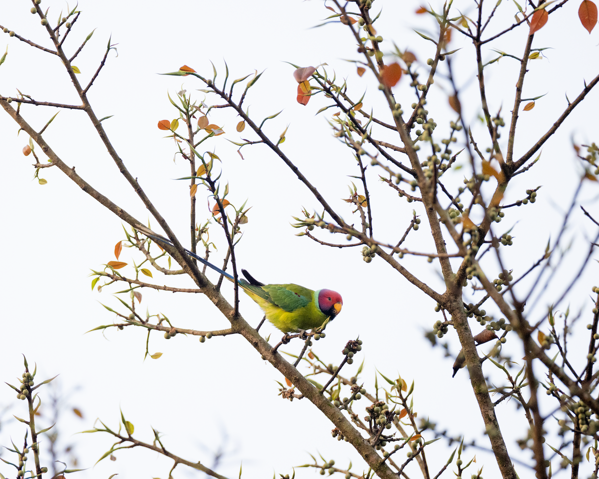 Plum-headed Parakeet - Varun Sharma