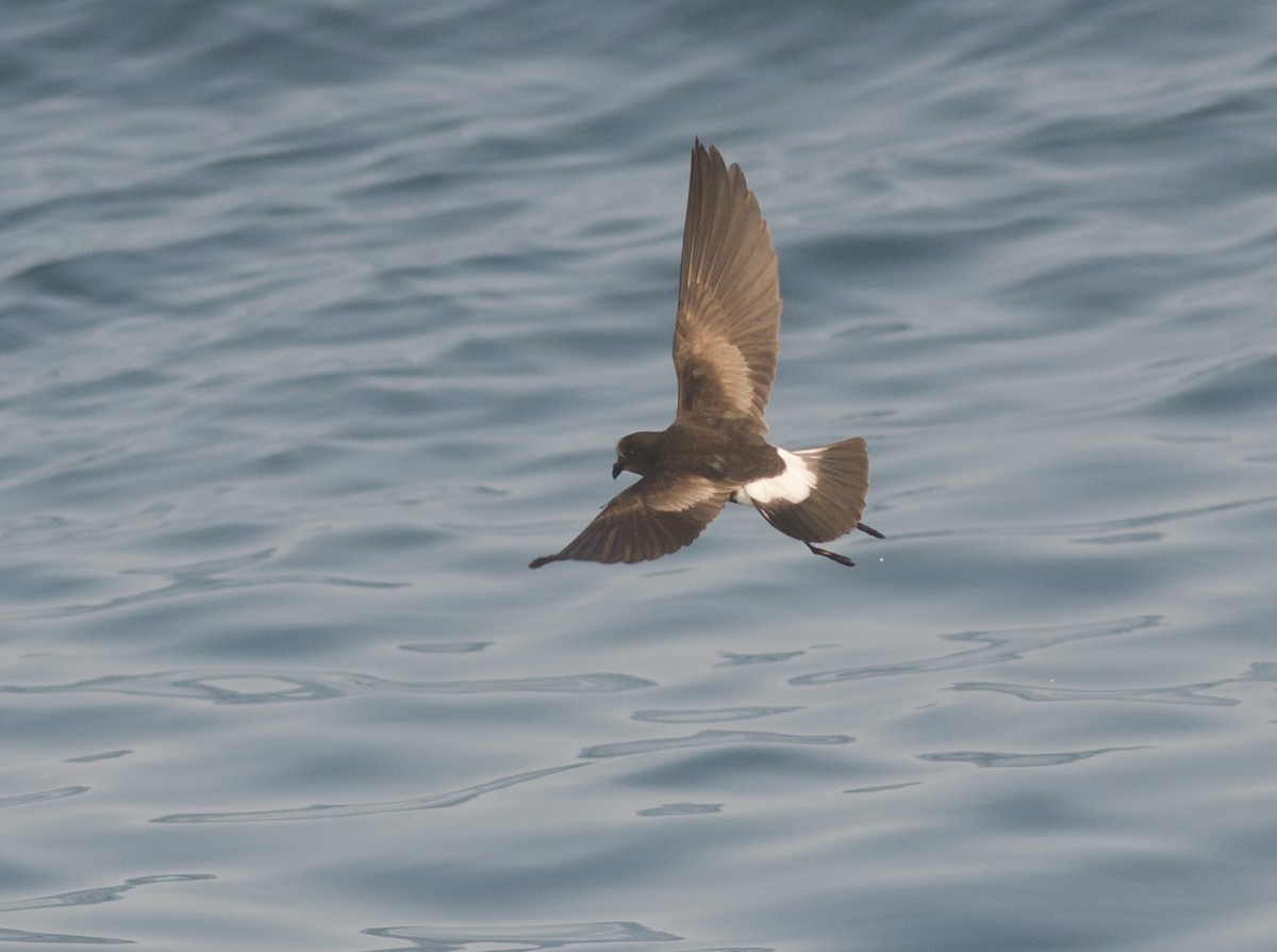 Wilson's Storm-Petrel - ML51889951