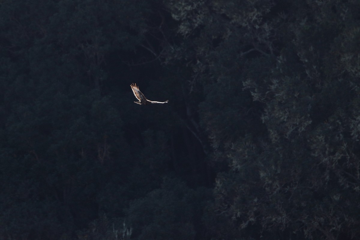 Common Buzzard (Canary Is.) - ML518900431