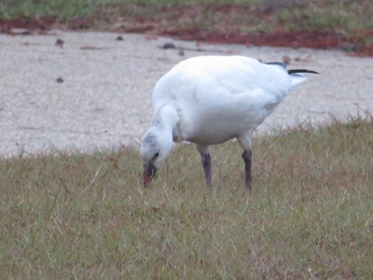 Snow Goose - ML518900771