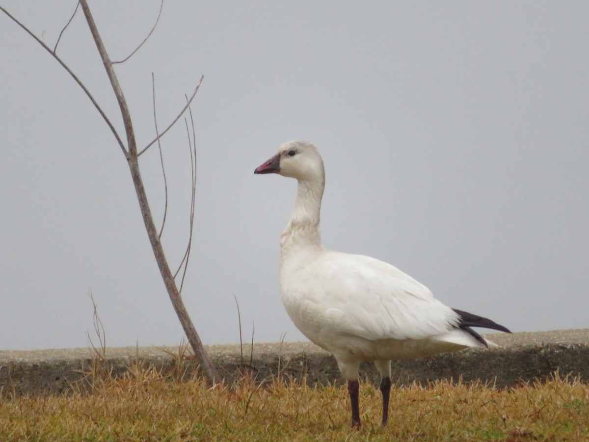 Snow Goose - ML518900781