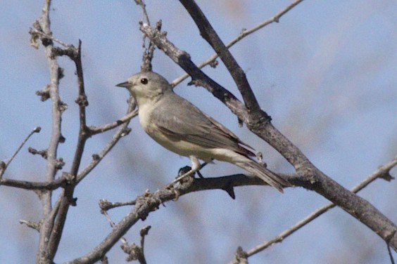 Lucy's Warbler - ML51890091