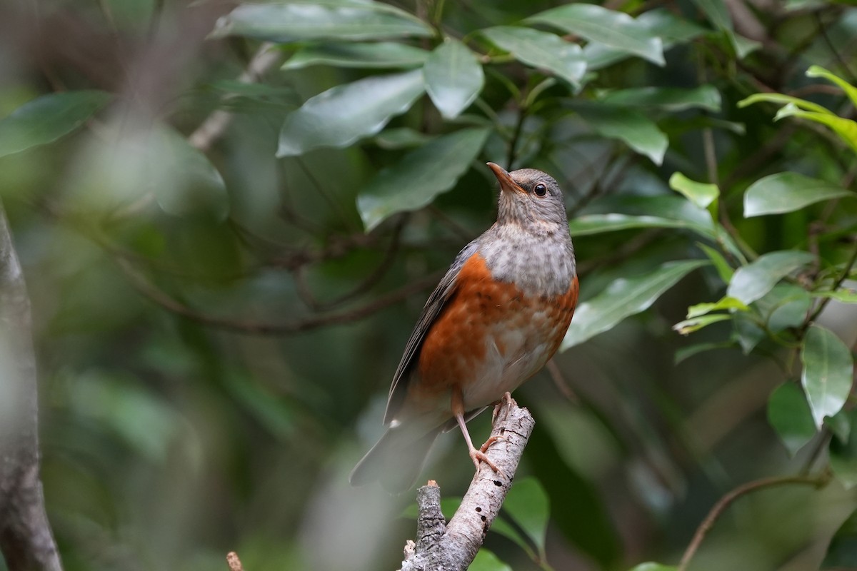 Gray-backed Thrush - ML518901061