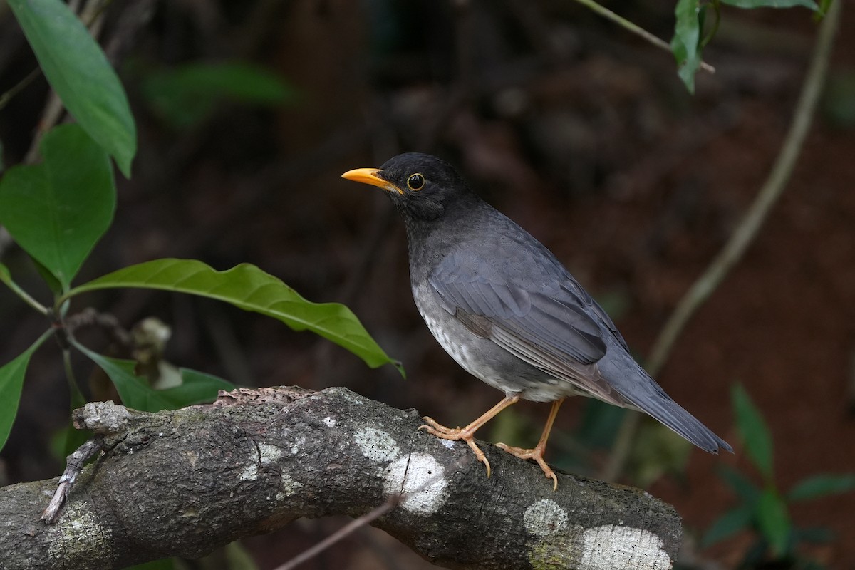 Japanese Thrush - ML518901101