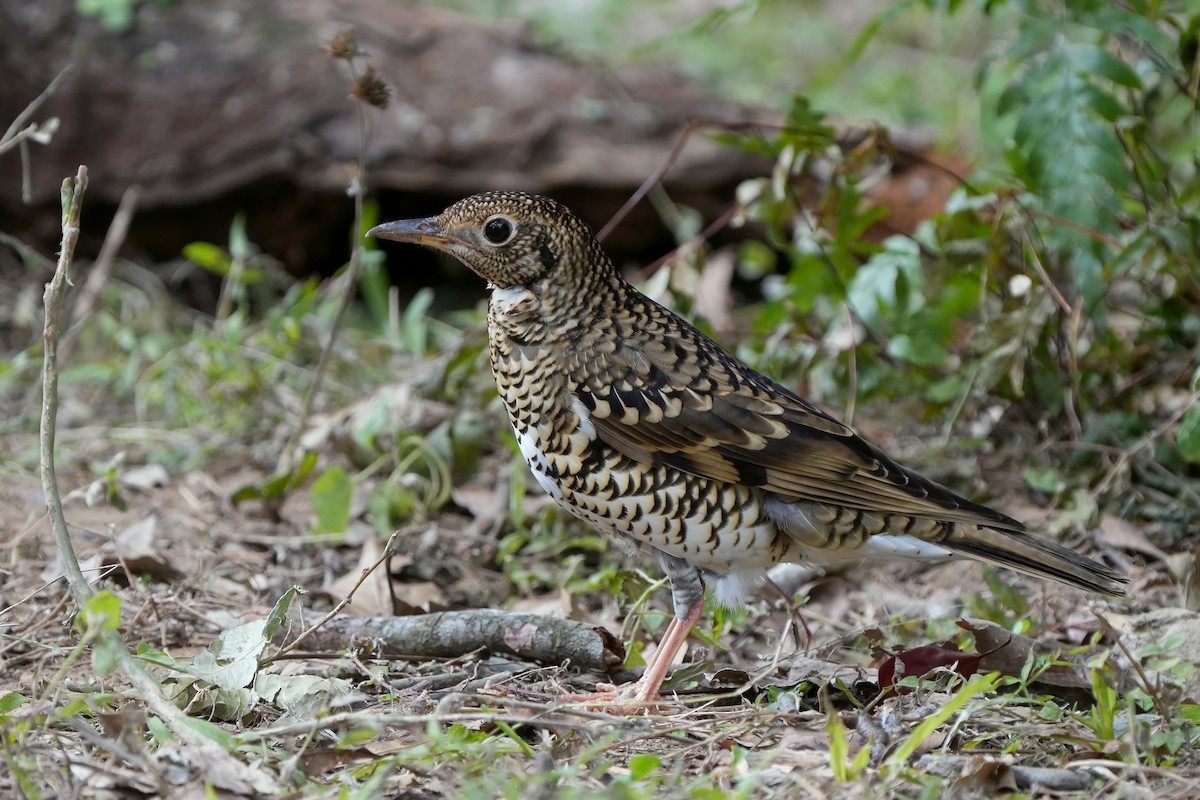 White's Thrush - ML518901141