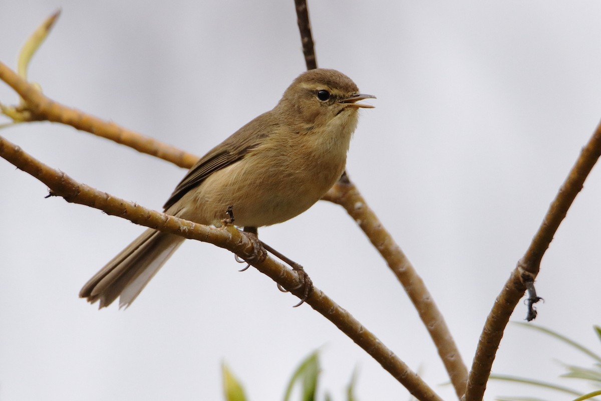 Canary Islands Chiffchaff - ML518902691