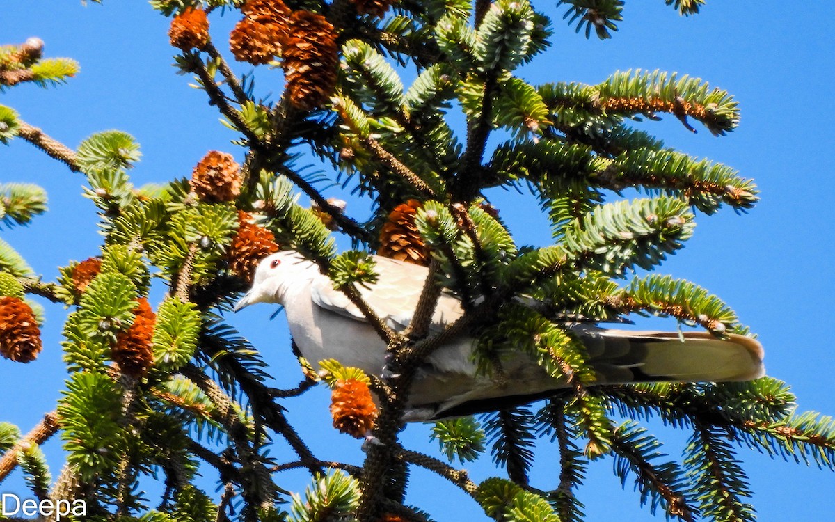 Eurasian Collared-Dove - ML518903741