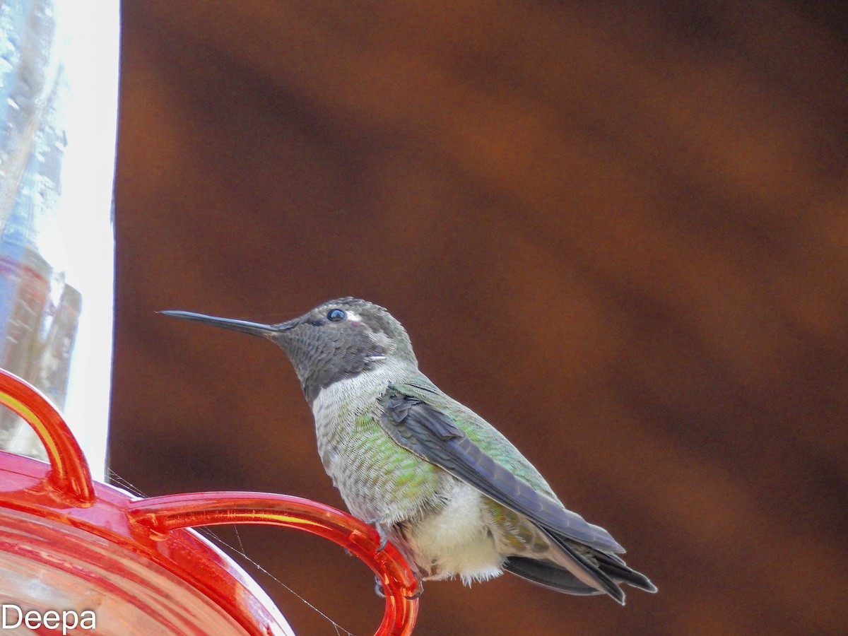 Anna's Hummingbird - Deepa Wimalasena