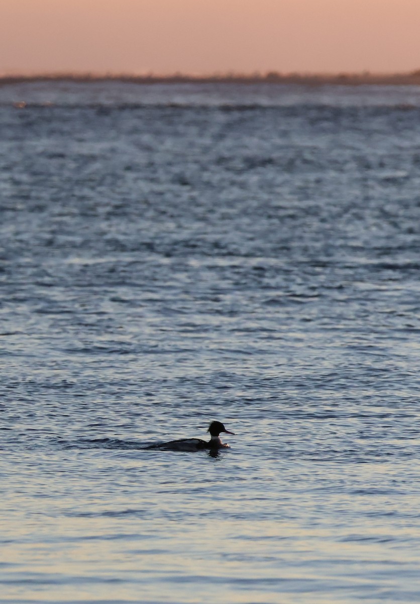 Red-breasted Merganser - ML518905381