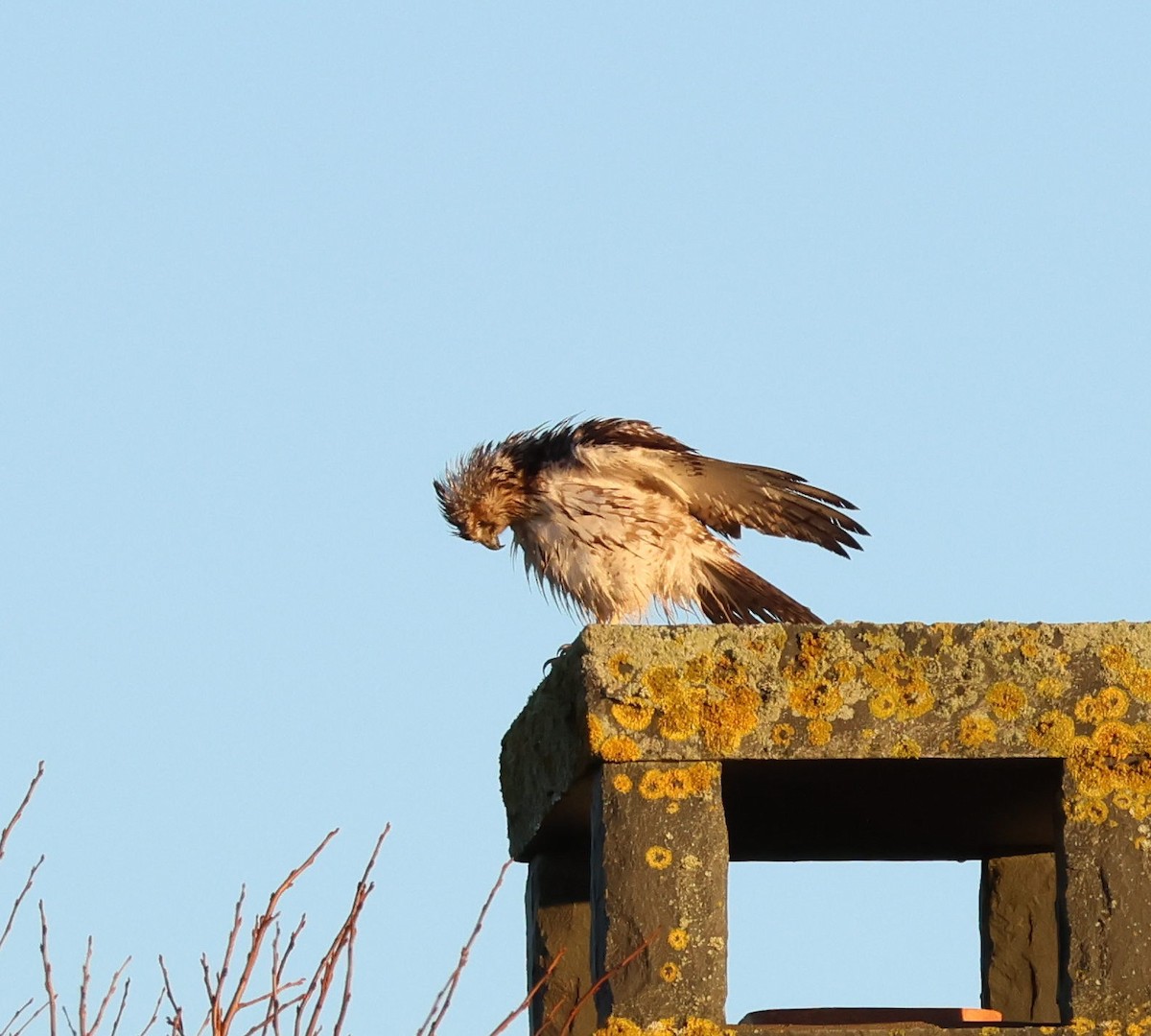 Red-tailed Hawk - ML518905451