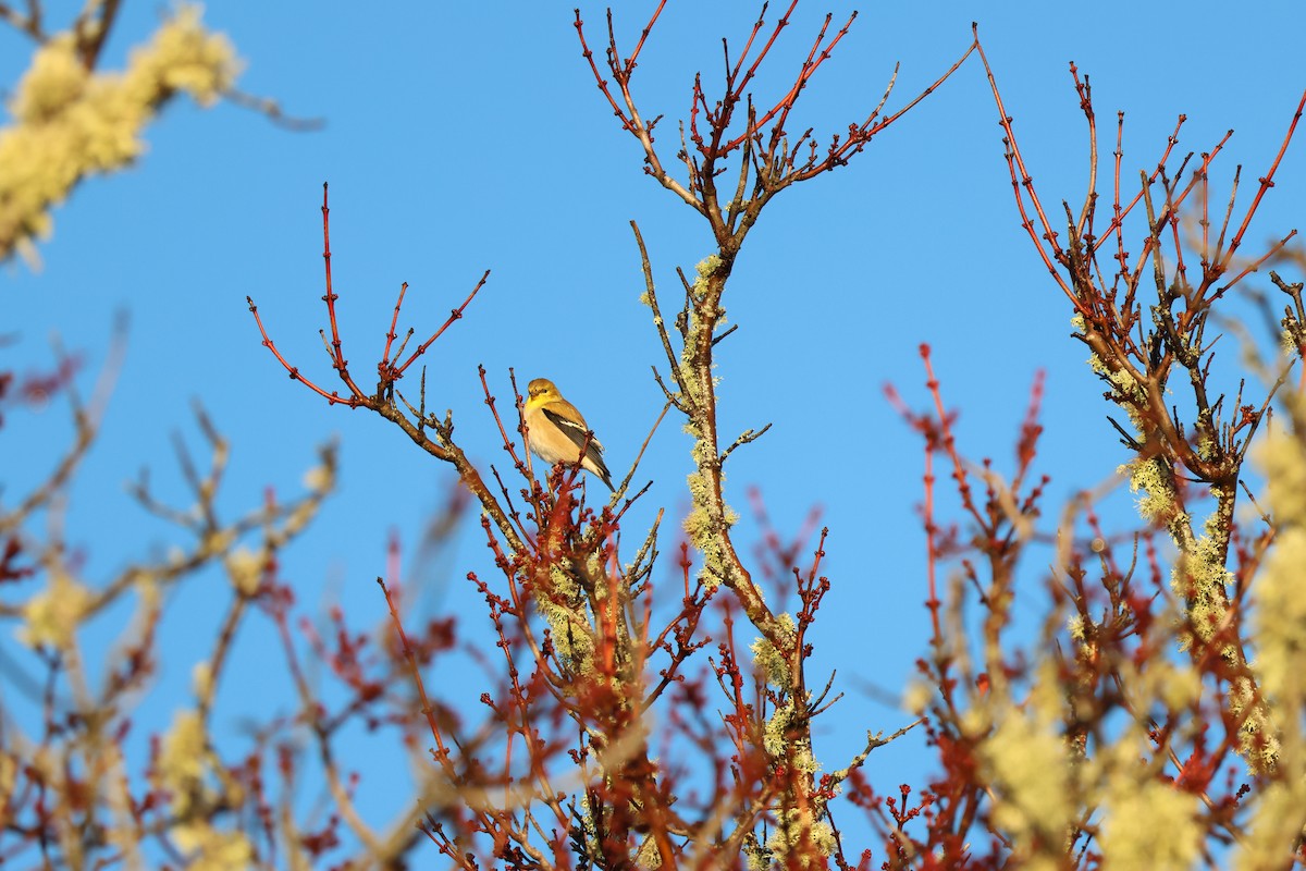 American Goldfinch - ML518905581